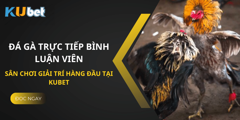 Đá Gà Trực Tiếp Bình Luận Viên: Sân Chơi Giải Trí Hấp Dẫn Trên Kubet